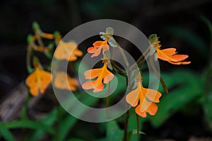 Habenaria rhodocheila in the forest at Phu Soi Dao National Park, Utaradit, Thailand