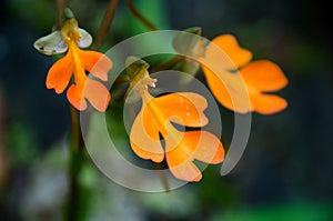 Habenaria rhodocheila in the forest at Phu Soi Dao National Park, Utaradit, Thailand