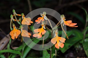 Habenaria rhodocheila in the forest at Phu Soi Dao National Park, Utaradit, Thailand