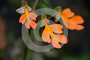 Habenaria rhodocheila in the forest at Phu Soi Dao National Park, Utaradit, Thailand