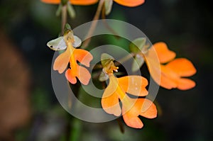 Habenaria rhodocheila in the forest at Phu Soi Dao National Park, Utaradit, Thailand