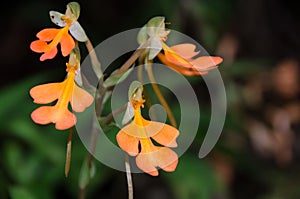 Habenaria rhodocheila in the forest at Phu Soi Dao National Park, Utaradit, Thailand