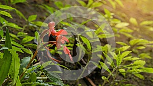 Habenaria rhodocheila Hance