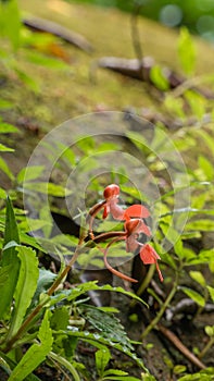 Habenaria rhodocheila Hance