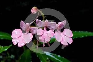 Habenaria rhodochela flower ,Phu Hin Rong Kla; National Park, Th