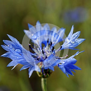 Haber flowers garden