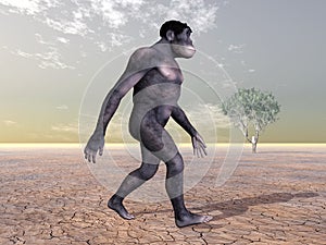 Habilis - Human Evolution