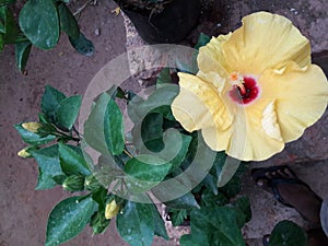 Habiscus2 Flower goan