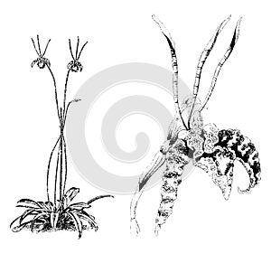 Habit and Detached Flower of Oncidium Papilio vintage illustration