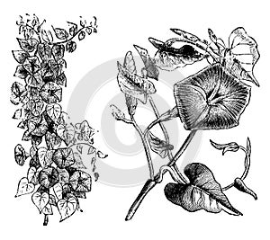 Habit and Detached Flowering Shoot of Ipomoea Rubro-Caerulea vintage illustration photo