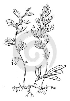 Habit and Detached Pinna with Involucre of Hymenophyllum Unilaterale vintage illustration