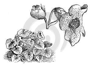 Habit and Detached Portion of Inflorescence of Martynia Proboscidea vintage illustration