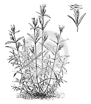 Habit and Detached Single Flower of Gentiana Pneumonanthe vintage illustration