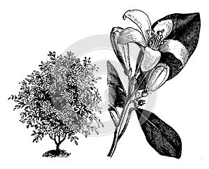 Habit and Flowering Branchlet of Murraya Exotica vintage illustration photo