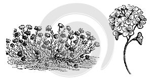 Habit and Flowers of Aethionema Cordifolium vintage illustration