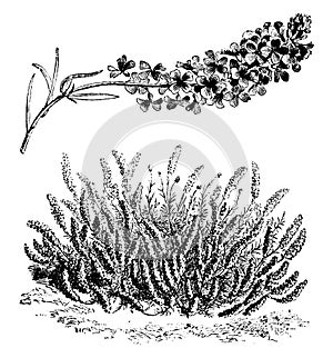 The Habit and Flowers of Aethionema Grandiflorum vintage illustration
