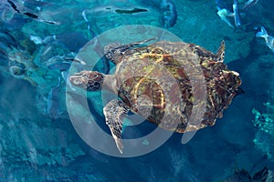 Habitat big sea turtle close-up