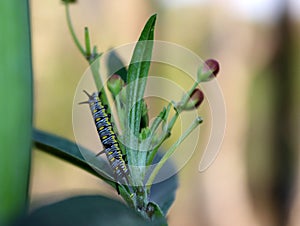 Caterpillar for plain tiger buttterfly feeding on plant photo
