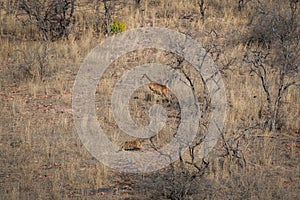 Habitat image with a female tiger cub and alert running sambar deer at Ranthambore National Park.