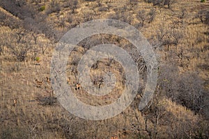 Habitat image with a female tiger cub at Ranthambore National Park. A beautiful tiger cub in search for mother at dry hill