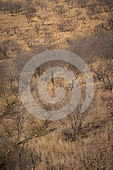 Habitat image with a female tiger and her three new cubs at Ranthambore National Park. A beautiful tigress Noor and her three cubs