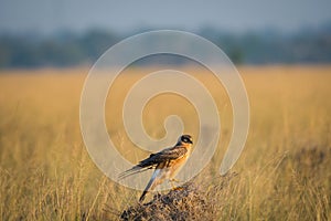 A habitat image of Montagu`s harrier or Circus pygargus sitting on a beautiful perch in meadows at tal chappar blackbuck sanctuary