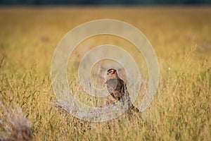 A habitat image of Montagu`s harrier or Circus pygargus sitting on a beautiful perch in meadows at tal chappar blackbuck sanctuary