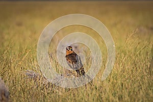 A habitat image of Montagu`s harrier or Circus pygargus sitting on a beautiful perch in meadows at tal chappar blackbuck sanctuary