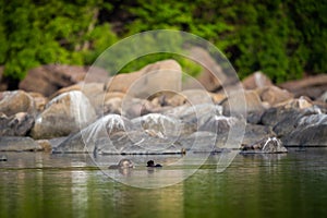 A habitat image of Smooth-coated otter Lutrogale pers pair eating fish in morning light with green trees reflection in a water