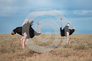 Habitat image of two male ostriches fluttering their wings to get rid of flies hovering on them