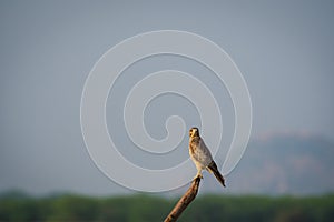 Habitat image of White-eyed buzzard or Butastur teesa sitting on a beautiful perch