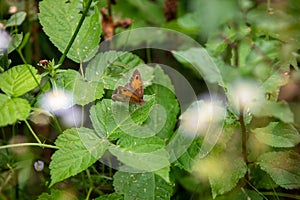 Habitat for insects, wildflowers and herbs in rural garden