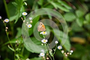 Habitat for insects, wildflowers and herbs in rural garden