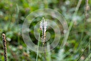 Habitat for insects, wildflowers and herbs in rural garden