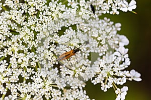 Habitat for insects, wildflowers and herbs in rural garden