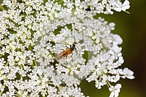 Habitat for insects, wildflowers and herbs in rural garden