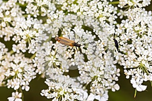 Habitat for insects, wildflowers and herbs in rural garden