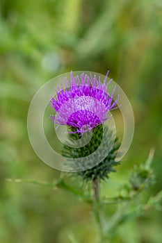 Habitat for insects, wildflowers and herbs in rural garden