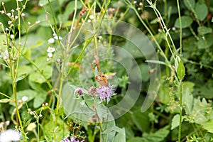 Habitat for insects, wildflowers and herbs in rural garden