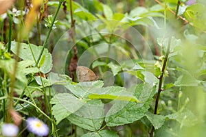 Habitat for insects, wildflowers and herbs in rural garden