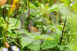 Habitat for insects, wildflowers and herbs in rural garden