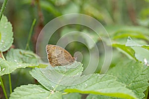 Habitat for insects, wildflowers and herbs in rural garden