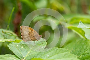 Habitat for insects, wildflowers and herbs in rural garden