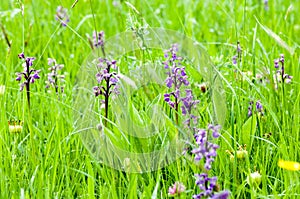 Habitat species rish grassland