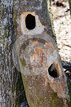 Habitat tree