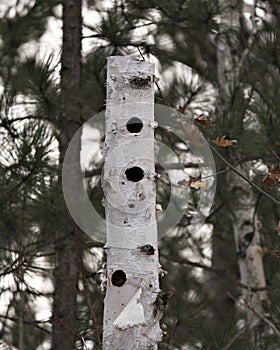 Habitat Trees Stock Photos.  Birch Dead Tree. Birch dead tree with hollow naturally formed holes in the forest with a blur pine