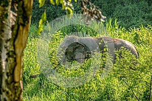 Habits of elephants in Mineral lick/salt lick