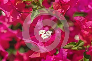 Habitus of bougainvillea blossoms.