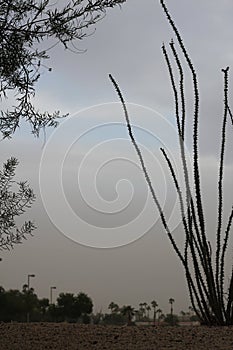 Haboob in the desert 3726