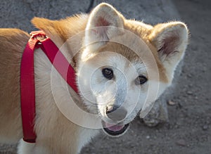 Hachiko, a dog of the Akita Inu breed. Portrait.